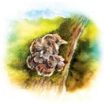 MycoMedica maitake tinktura 50 ml – Hledejceny.cz