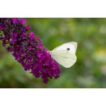 GREENBOSS FLOWER Komule Davidova 'Nanho Purple' 2l – Hledejceny.cz