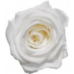 Nora White - bílá (Keramické stojící srdce a stabilizovaná "věčná" růže) – Zboží Mobilmania