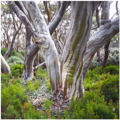 Eukalyptus pauciflora - Eucalyptus pauciflora - osivo eukalyptu - 8 ks – Sleviste.cz