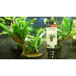 Bucephalandra Green Velvet – Zboží Dáma