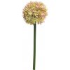 Květina Česnek okrasný - Allium Natasja růžová V60 cm