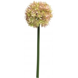 Česnek okrasný - Allium Natasja růžová V60 cm