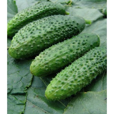 Okurka nakládačka Zuzana F1 - Cucumis sativus - semena okurky - 30 ks – Zboží Mobilmania