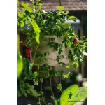 Plastia žardina samozavlažovací Berberis taupe + slonová kost 26 cm – Zboží Dáma