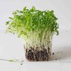 Osivo a semínko Microgreens Koriandr setý, lámaná semínka na microgreens, 100 g