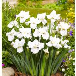 Iris sibirica 'Not Quite White' – košík 9x9 cm – Zbozi.Blesk.cz