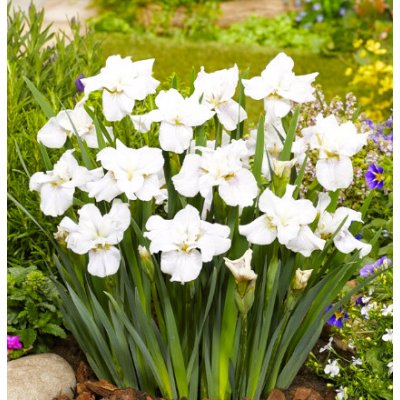 Iris sibirica 'Not Quite White' – košík 9x9 cm – Zbozi.Blesk.cz