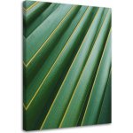 Obraz na plátně Přírodní rostlina Palm Leaf - 60x90 cm – Sleviste.cz