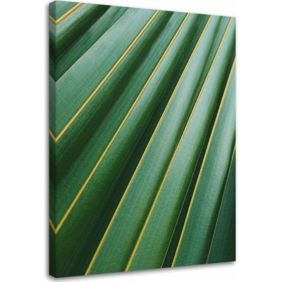 Obraz na plátně Přírodní rostlina Palm Leaf - 40x60 cm