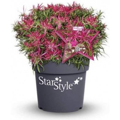 Azalka, Azalea Star Style, světle růžová, velikost květináče 11 cm – Zboží Dáma