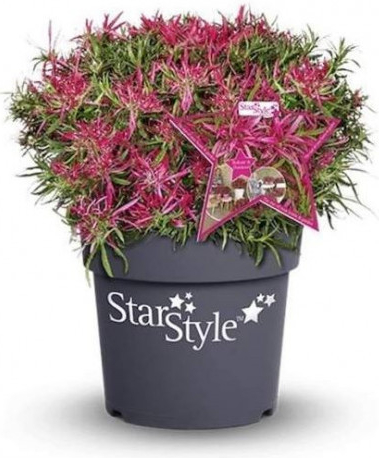 Azalka, Azalea Star Style, světle růžová, velikost květináče 11 cm