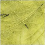 Petitjean CDC Peří Packs Dirty Yellow 1 g – Hledejceny.cz