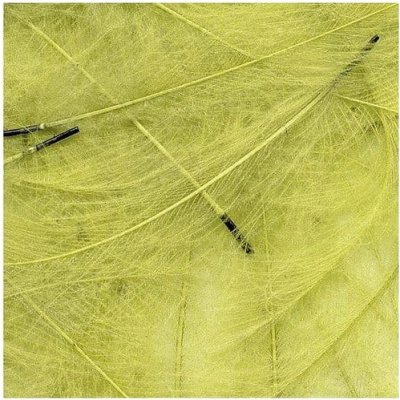Petitjean CDC Peří Packs Dirty Yellow 1 g – Hledejceny.cz