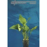 Anubias barteri - Anubias Barterův – Zbozi.Blesk.cz