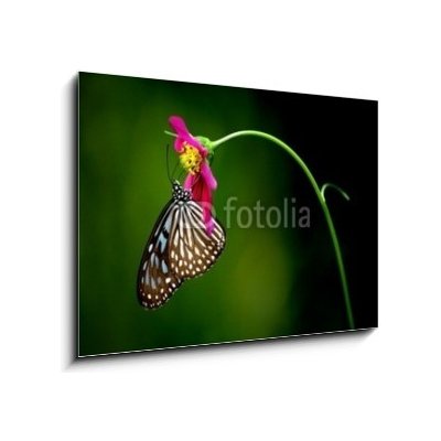 Obraz 1D - 100 x 70 cm - tropical rainforest butterfly tropický deštný prales motýl