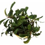 Bucephalandra Lamandau – Zboží Mobilmania