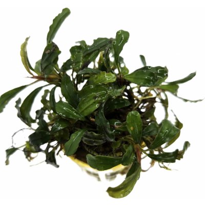 Bucephalandra Lamandau – Zboží Mobilmania