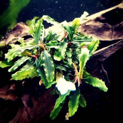 Bucephalandra sp. Aqua Artica 7 cm – Zboží Mobilmania