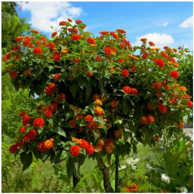 Lantana měňavá Lantana camara semena lantany 10 ks – Zboží Dáma