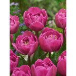 Tulipán 'Tabledance' 5 ks – Zboží Dáma