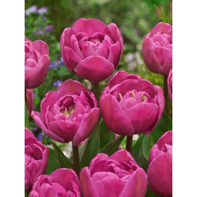 Tulipán 'Tabledance' 5 ks – Zboží Dáma