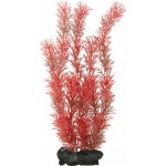 Tetra Myriophyllum heterophyllum - Red Foxtail 30 cm – Sleviste.cz