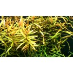 Ammania gracilis green – Zboží Dáma