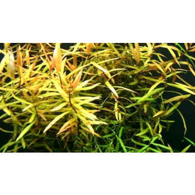 Ammania gracilis green – Zboží Dáma