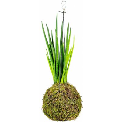 Gardners Kokedama Sansevieria bacularis (M) Sanseveria, Tchýnin jazyk, Tenura 1 ks – Zboží Mobilmania