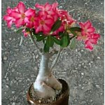 Adenium obesum Ruby "Pouštní růže" – Zboží Dáma