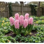 Hyacint 'Fondant' 3 ks – Sleviste.cz