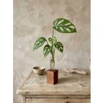 BotaneryLab ELEMENT Dub - stojan se zkumavkou na zakořeňování rostlin Motív: H – Hledejceny.cz