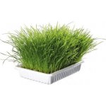 Trixie Tráva Cat v misce 100 g – Hledejceny.cz