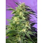 Sweet Seeds Killer Kush AUTO semena neobsahují THC 3 ks – Sleviste.cz