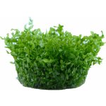 Hemianthus micranthemoides – Sleviste.cz