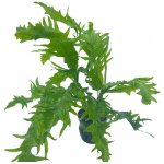 Microsorum Pteropus Lionfish – Hledejceny.cz