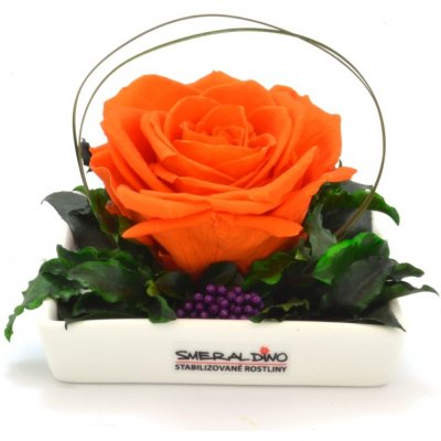 Dita Orange - oranžová (1x premium stabilizovaná "věčná" růže v ploché keramice)