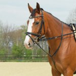 BUSSE Otěže a martingal Thiedemann Basic černé – Zboží Dáma