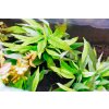 Akvarijní rostlina I--Z Hygrophila angustifolia rubra