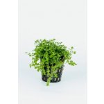 Micranthemum micranthemoides – Zboží Mobilmania