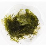 Fissidens fontanus - Phoenix moss – Zboží Dáma