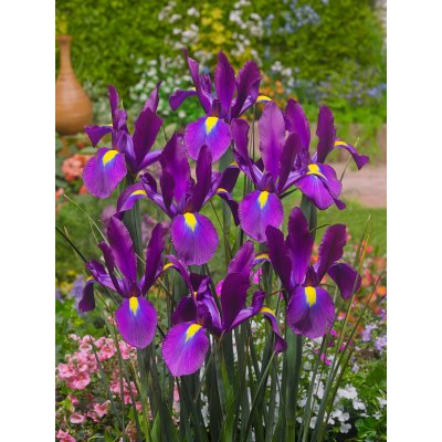 Kosatec 'Purple sensation hollandica' 10 ks – Sleviste.cz