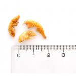 JK ANIMALS Gammarus 60 g – Zboží Mobilmania