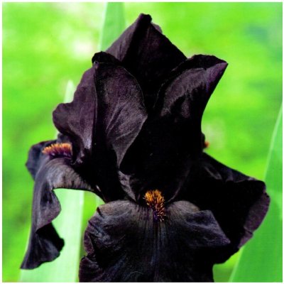 Kosatec Black Night - Iris germanica - prodej cibulovin - 1 ks