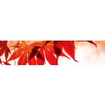 DIMEX KI260-008 Samolepící fototapeta do kuchyně Red Leaves rozměry 260 x 60 cm – Zbozi.Blesk.cz