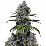 Fast Buds Purple Lemonade FF semena neobsahují THC 5 ks – Sleviste.cz