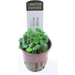 Anubias Mini Coin – Hledejceny.cz