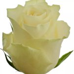 Světlekrémová růže SOLSY 60cm (M) – Hledejceny.cz