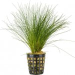 Eleocharis acicularis – Zboží Dáma
